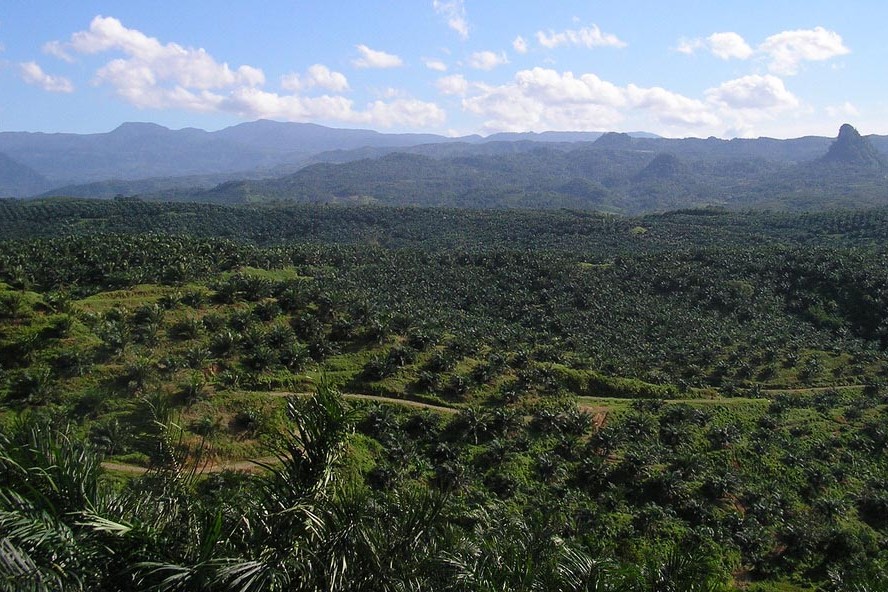 Oil_palm_plantation_in_Cigudeg-04
