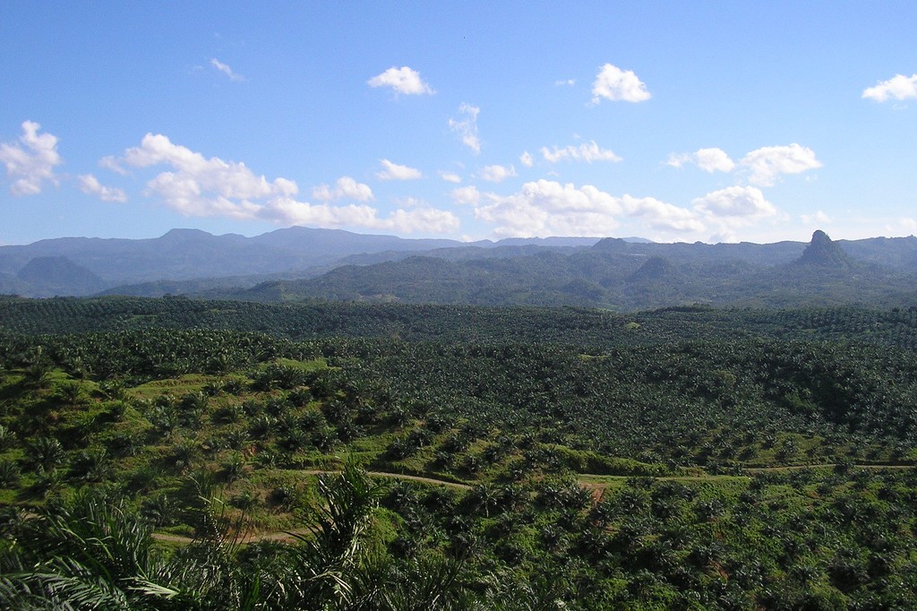 Oil_palm_plantation_in_Cigudeg-04