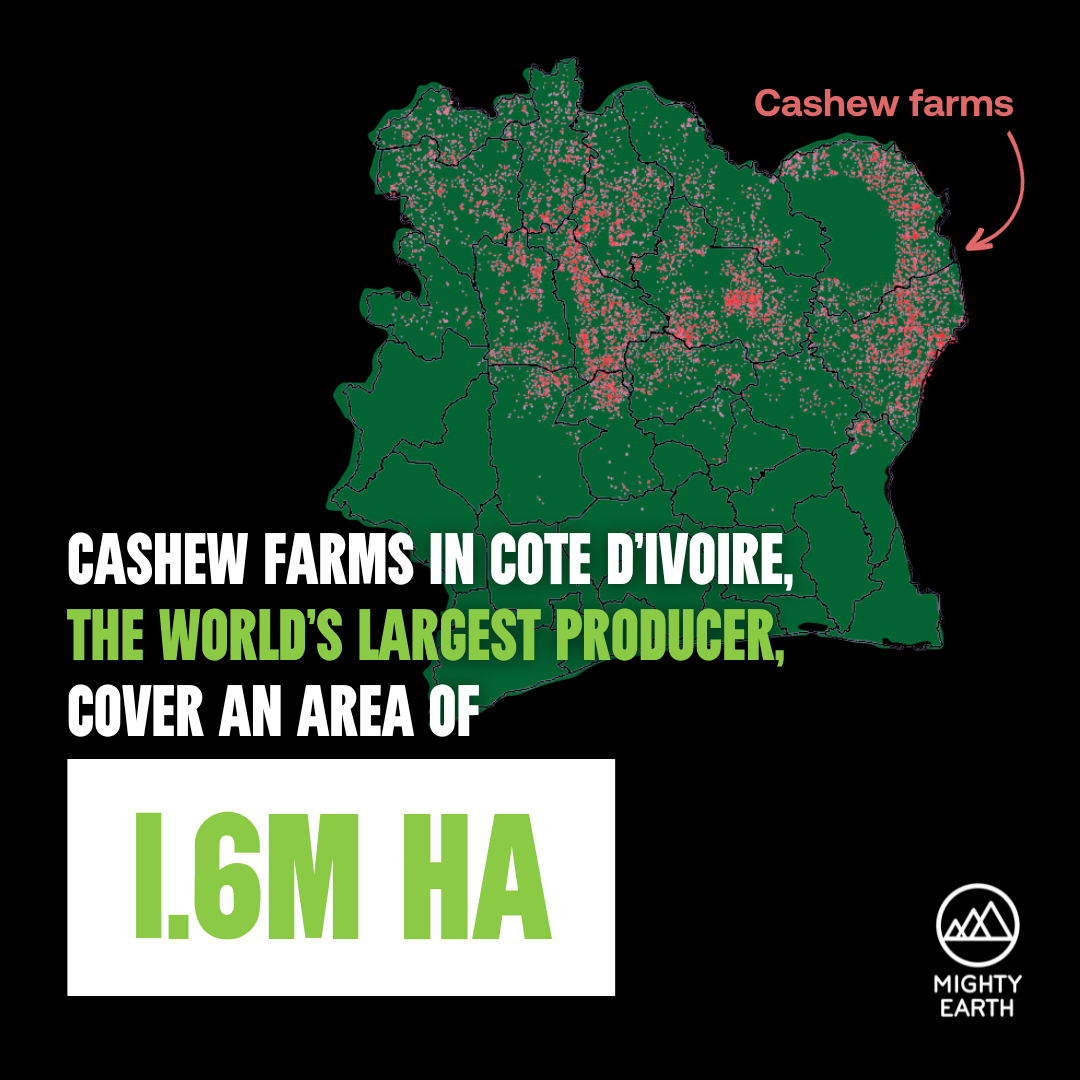 CASHEWCONUNDRUM:全球腰果需求驱动自然损耗和科特迪瓦粮食无保障
