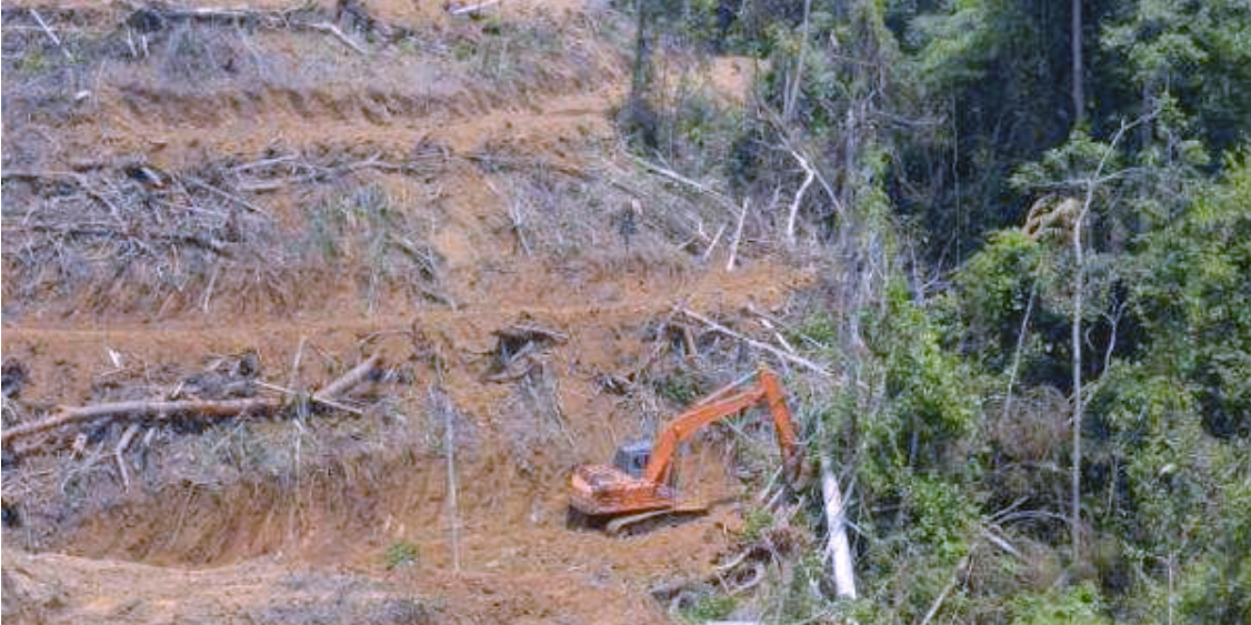 RLU/LAJ高保值特许区Bukit Tigapuluh国家公园边缘挖掘器实战,苏门答腊Jambi,2014年11月信用:TFT/Ethori