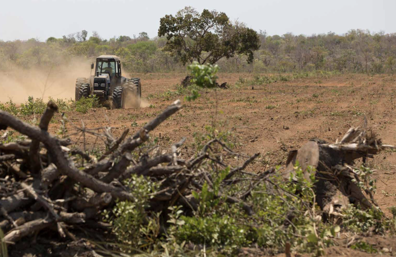欧洲超市未能对与森林砍伐有关的大豆采取行动