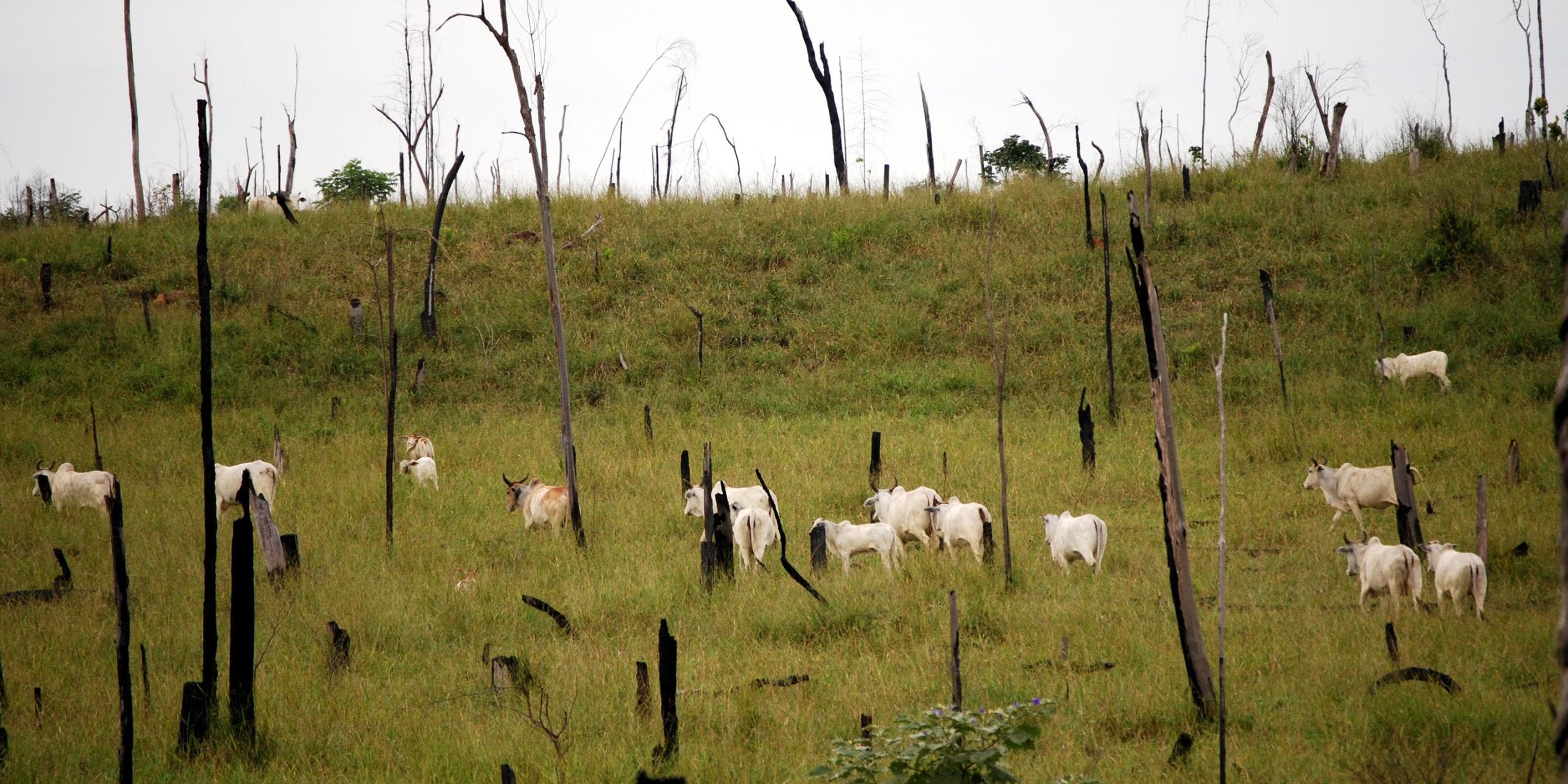 cattle_amazon_deforestation