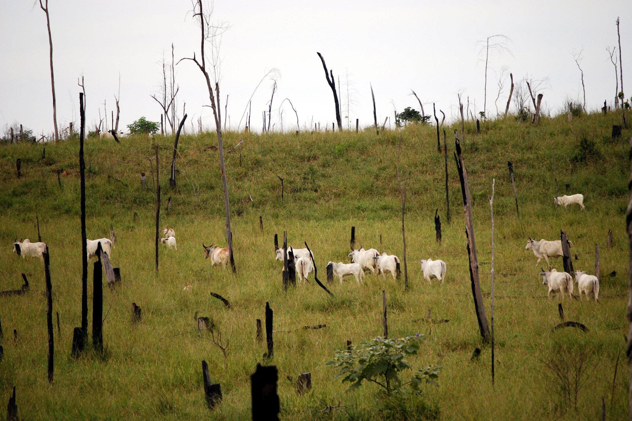 cattle_amazon_deforestation