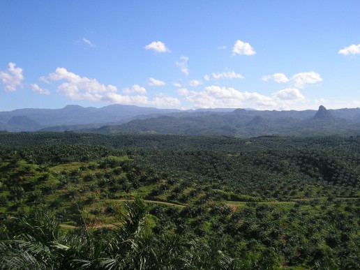 Oil_palm_plantation_in_Cigudeg-04