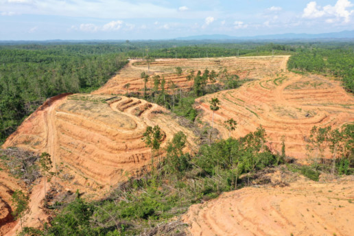 米其林在印度尼西亚占碑的RLU项目中的工业毁林。“data-uniqueid=
